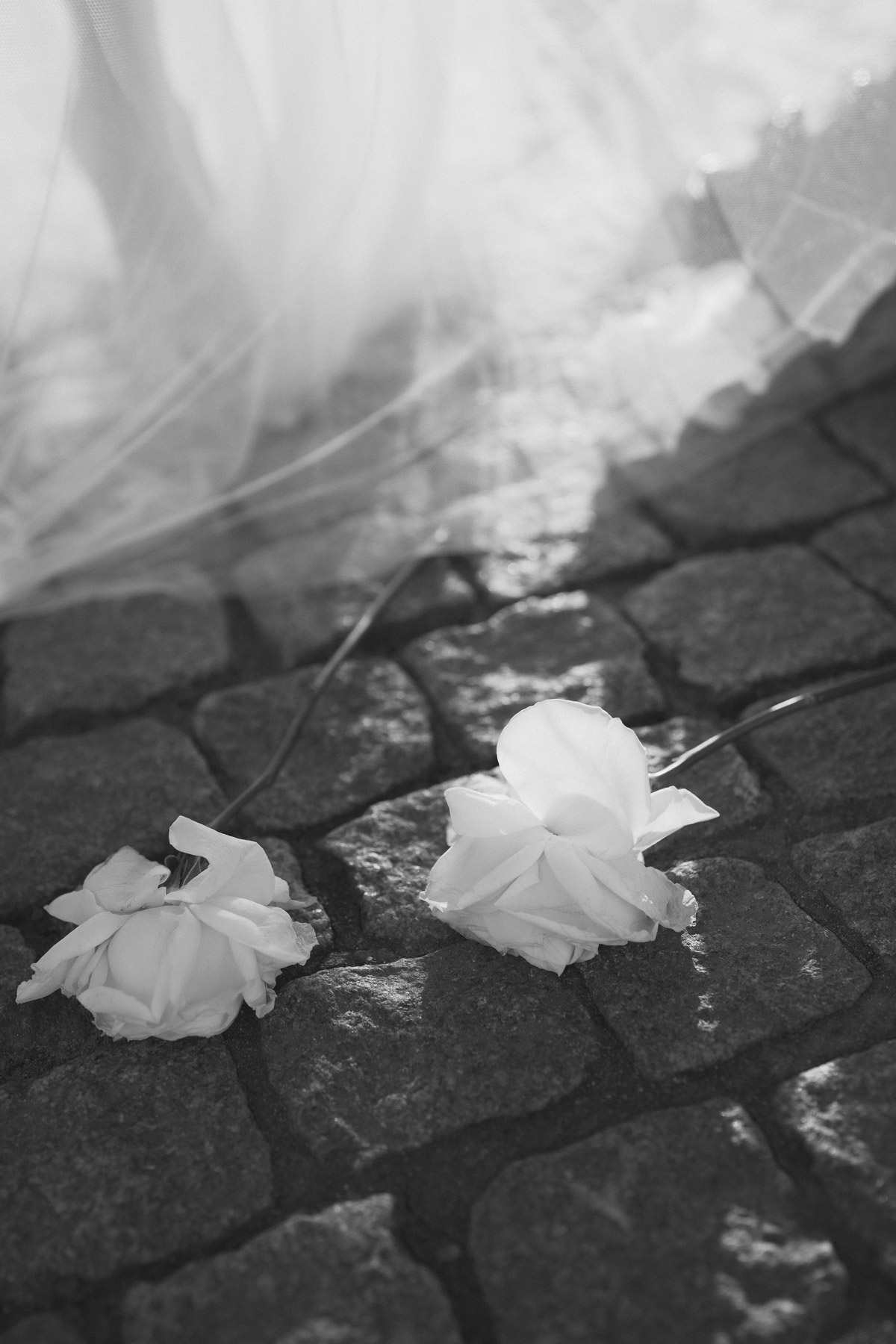 Detailaufnahme der weißen Rosen auf dem Boden