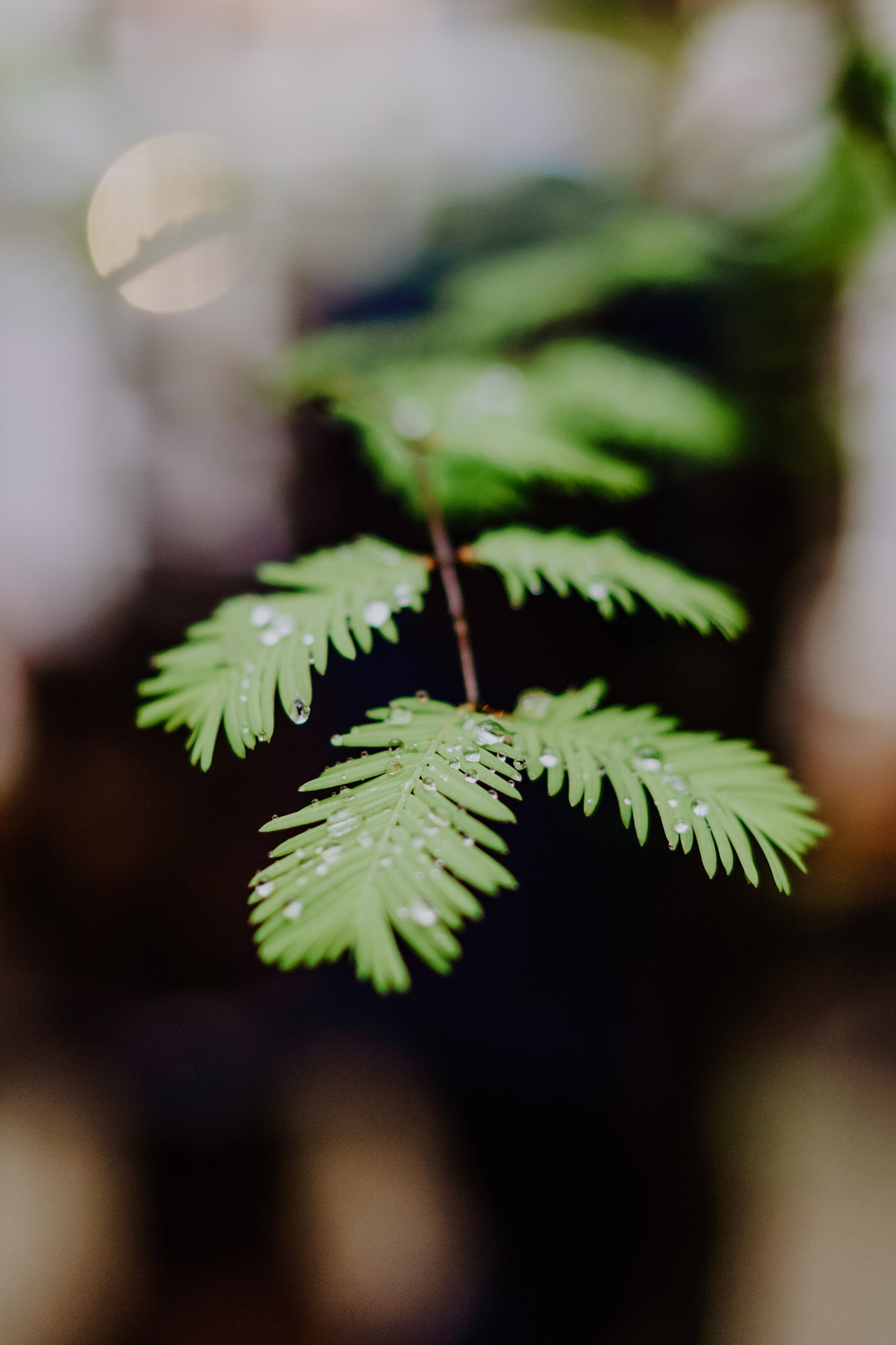 Detail: Regentropfen auf Blatt - Schönheit einer Regenhochzeit