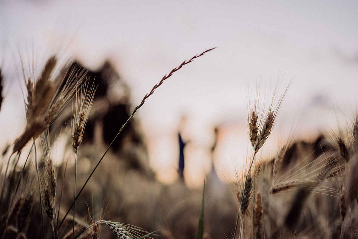 Ähren im Feld sind scharf und im Hintergrund steht das Hochzeitspaar unscharf
