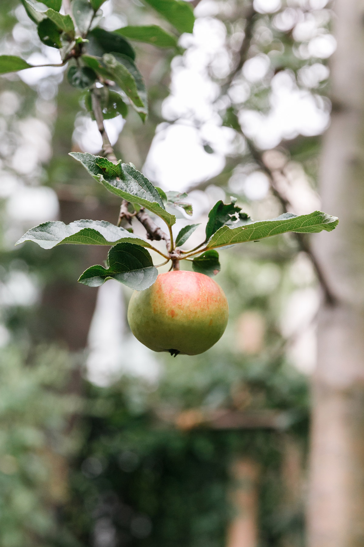 Apfel im Hinterhofgarten der Hochzeitslocation OSD