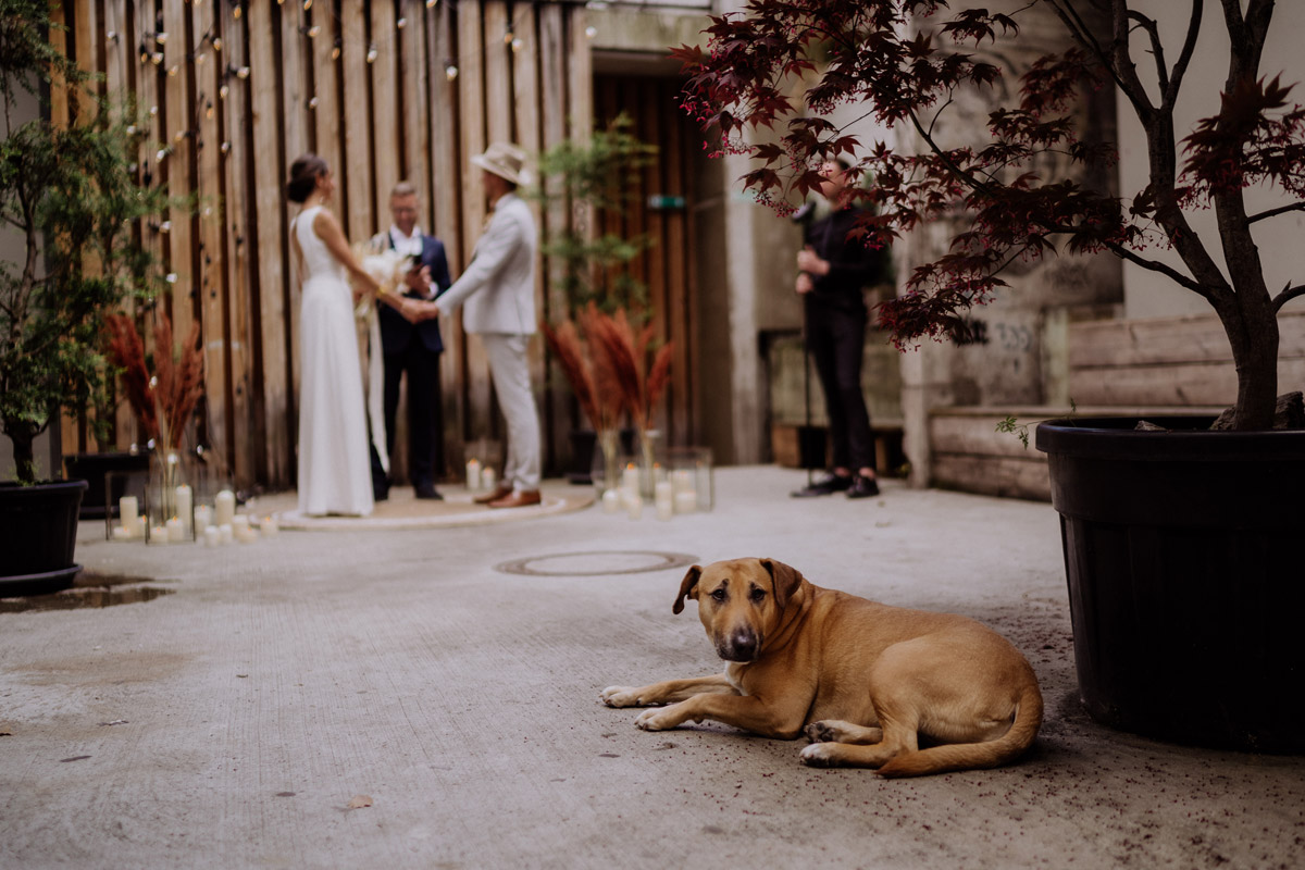 Hochzeitshund bei Elopement Zeremonie