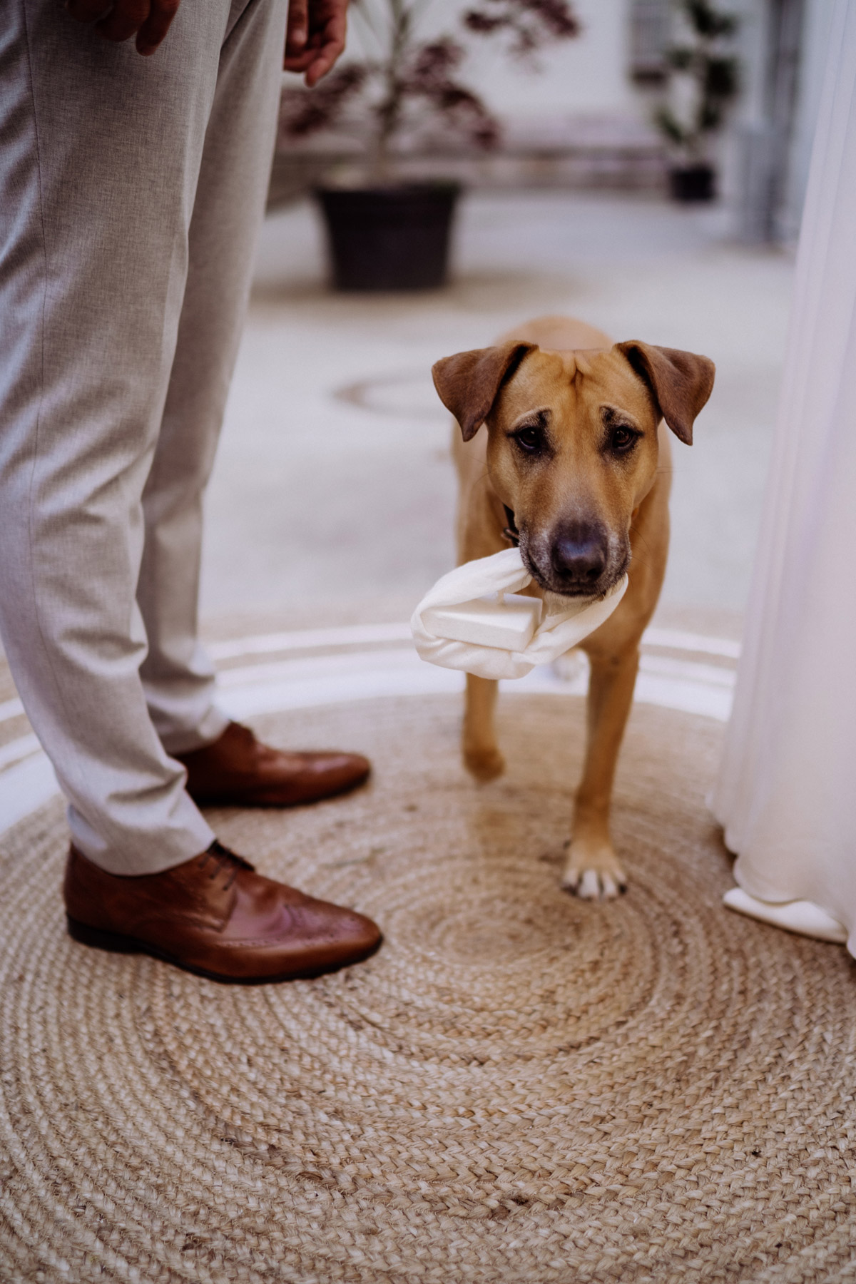Hund bringt die Eheringe zur Trauung